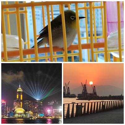 sleepy bird, laser show, sunset