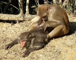 one monkey cleaning the hair of another monkey