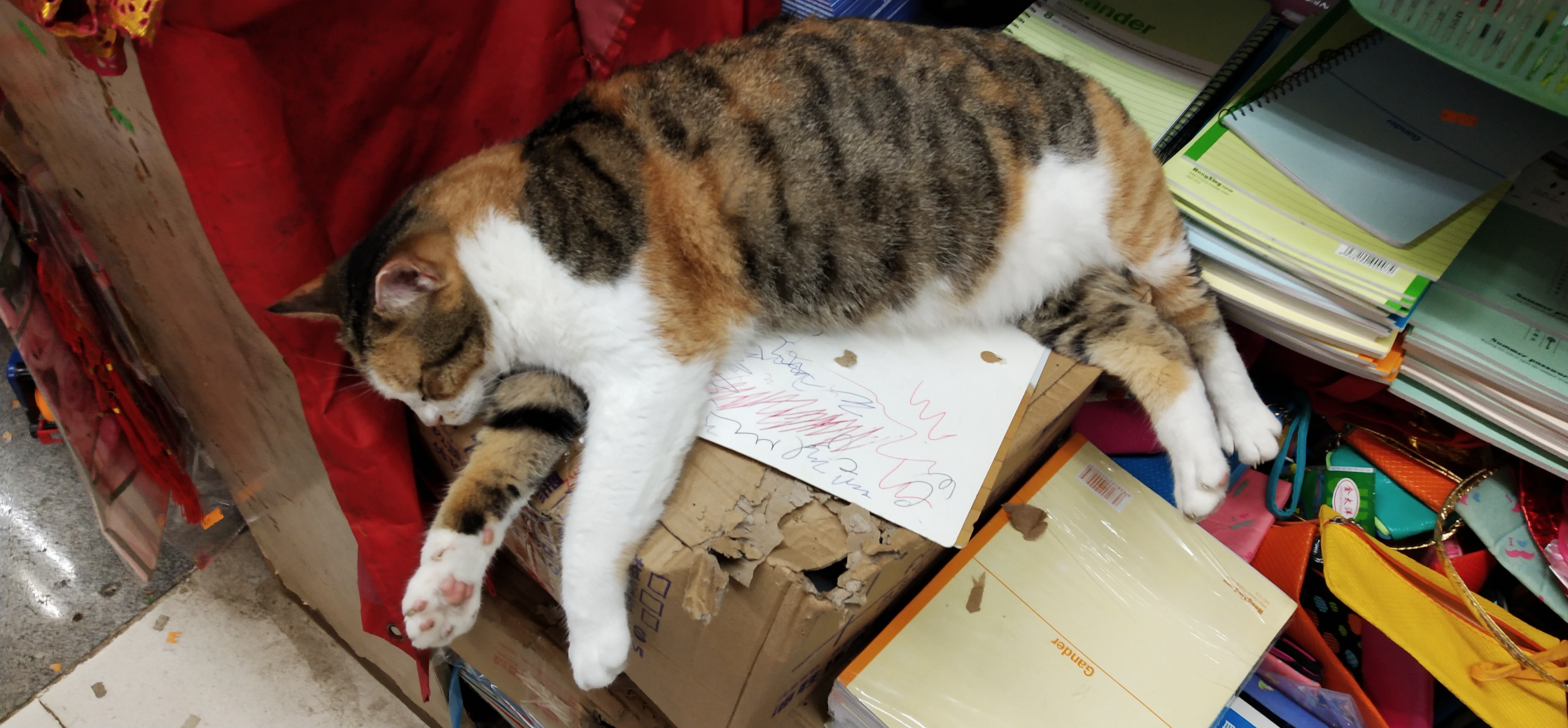 Sleeping cat in old shop in Hong Kong