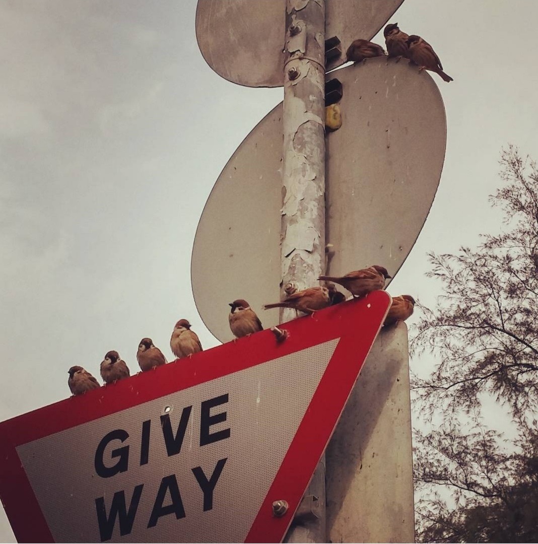 sparrows are taking rest at the top of road sign
