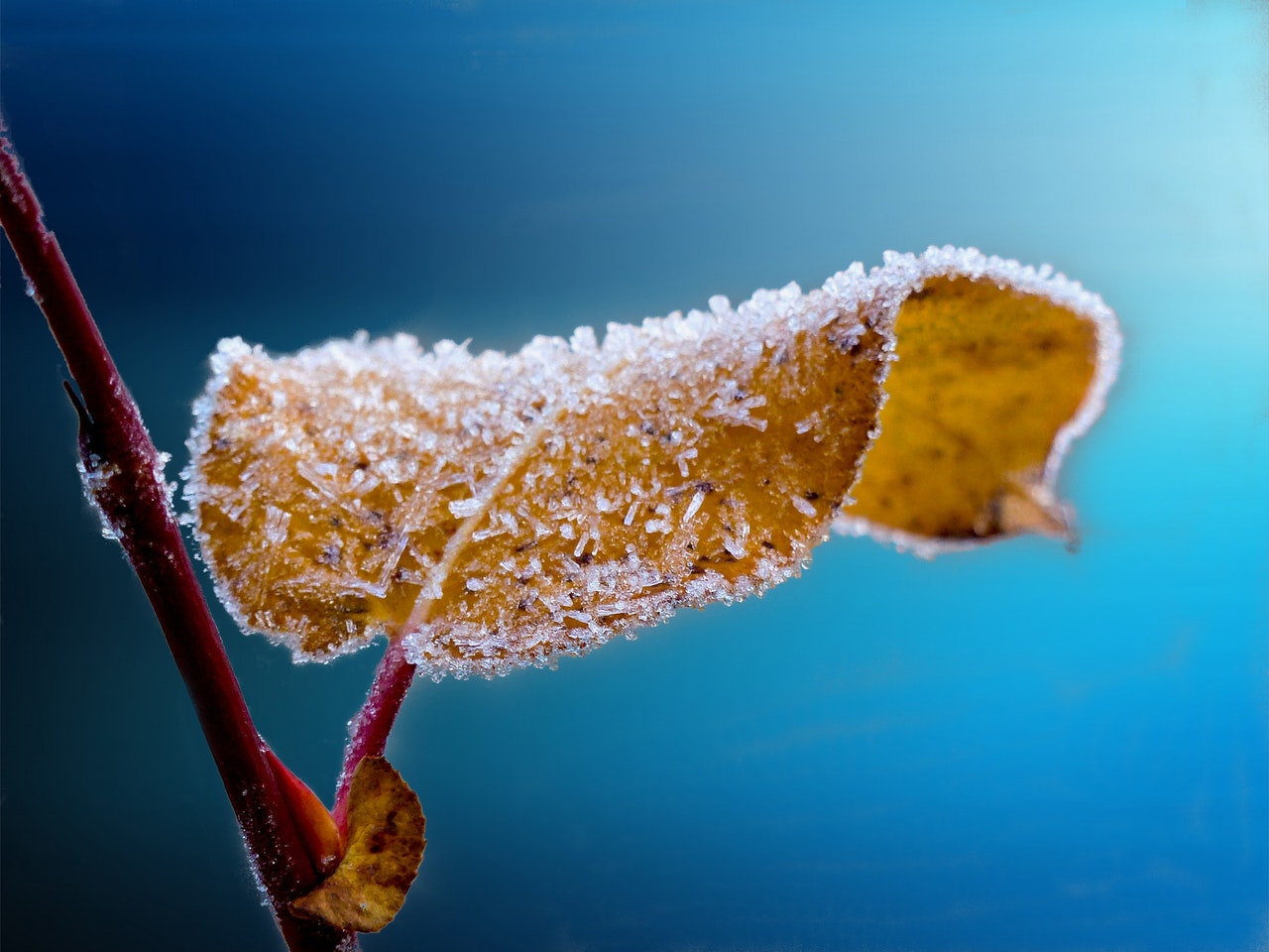 It is rare to see the frosty leaf in Hong Kong.