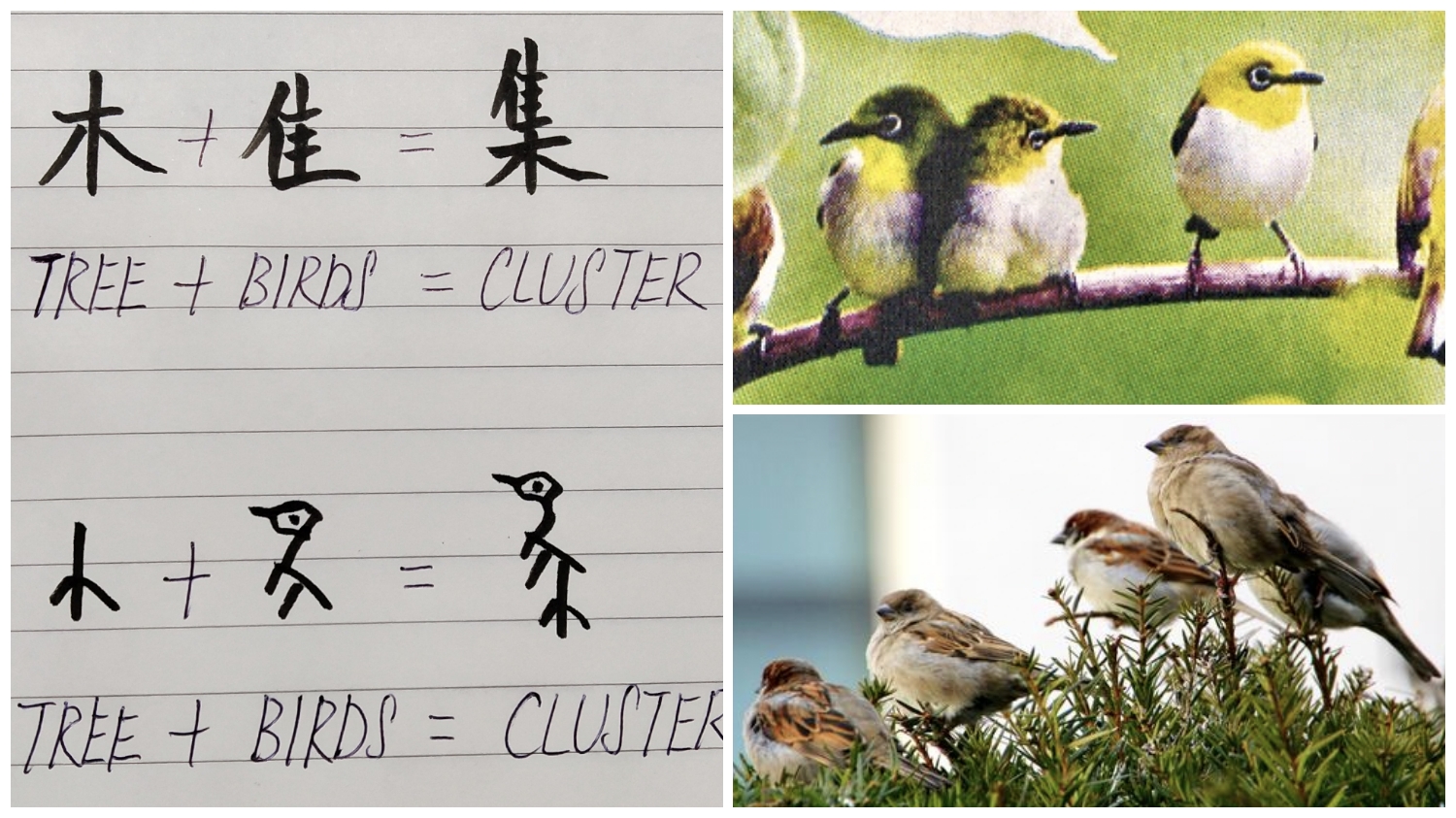 Chinese character Cluster has an origin, a drawing showing cute birds flocking on a tree