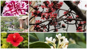 Frank the tour guide's posts about Hong Kong's pretty flowers at social media
