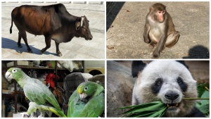 Travelers see funny animals at many places in Hong Kong