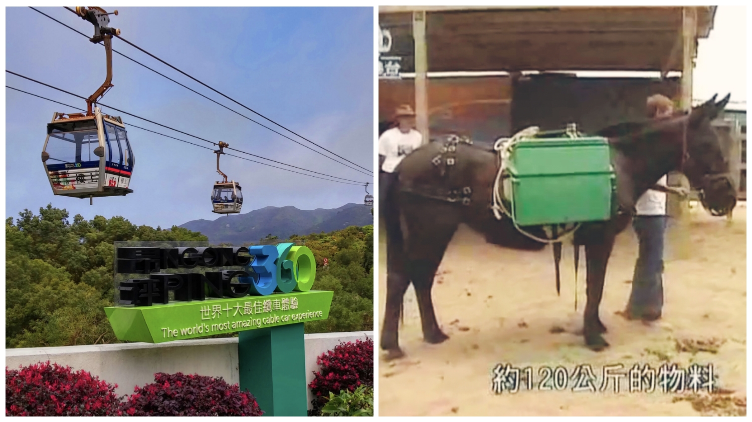 Hardworking mule carried Ngong Ping 360 Cable Car building materials in 2004.